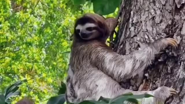 Sloth Lucu Imut -- Anak Sloth Ketinggalan #animals -- Kungkang Hewan Lambat Di Dunia