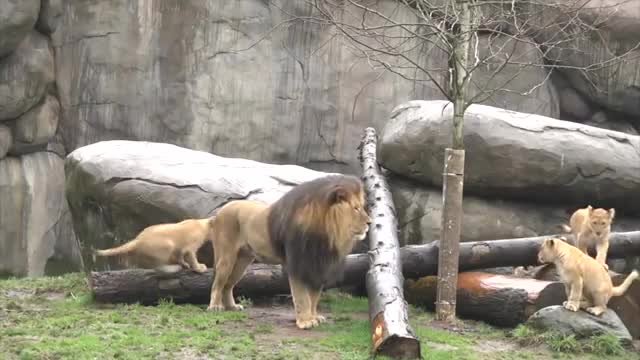 Lion cubs meet dad_Cut