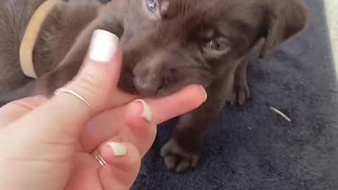 Beautiful Chocolate Lab Puppy Playing With His Human Mom