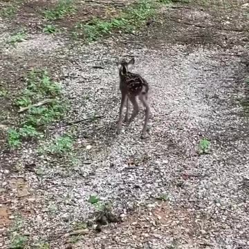 CUTEST baby Deer I have EVER SEEN!!!!
