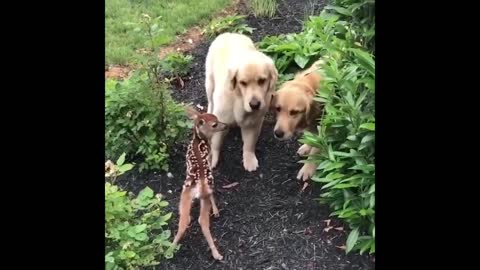 The Golden Retriever is known as the Gentle Prince