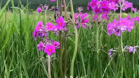 sea of flowers