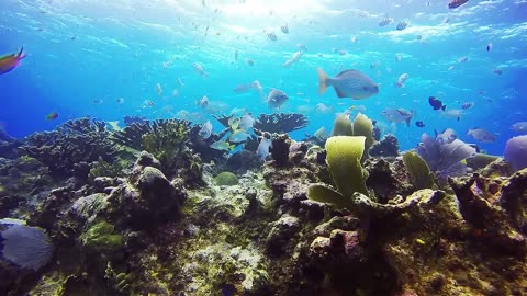 The most beautiful coral reefs and undersea creature on earth