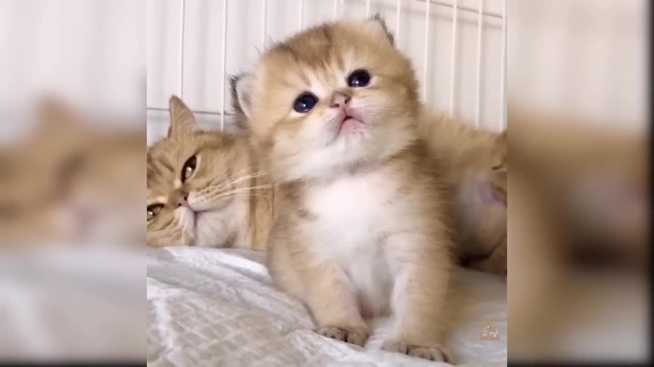 Compilation of Cute and Funny Cat Videos