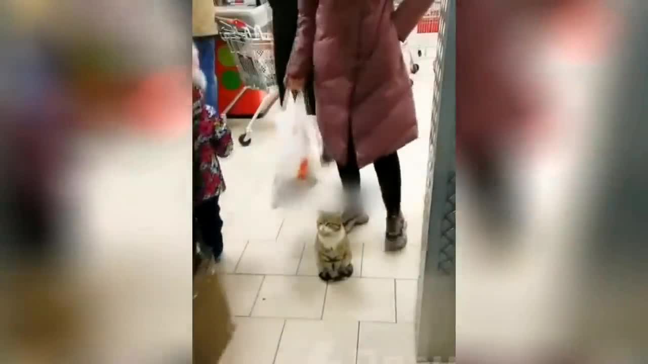 Very sad cat