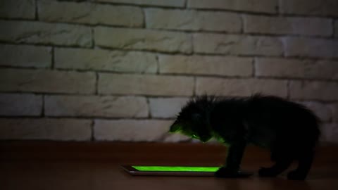 A little black kitten in the evening is playing with a screen tablet computer