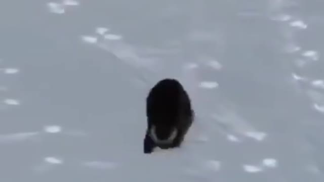 The otter