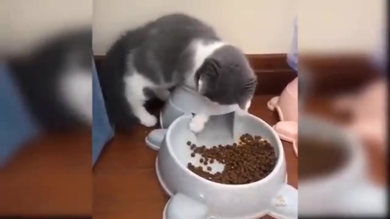Baby cat / cat funny video #2