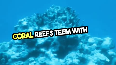Exploring Enchanting Underwater Realms in Australia