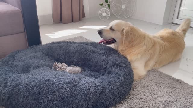 Golden Retriever Shocked by a Kitten occupying his bed!