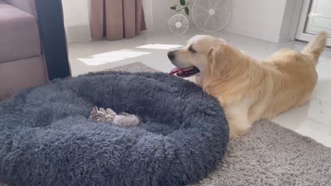 Golden Retriever Shocked by a Kitten occupying his bed!