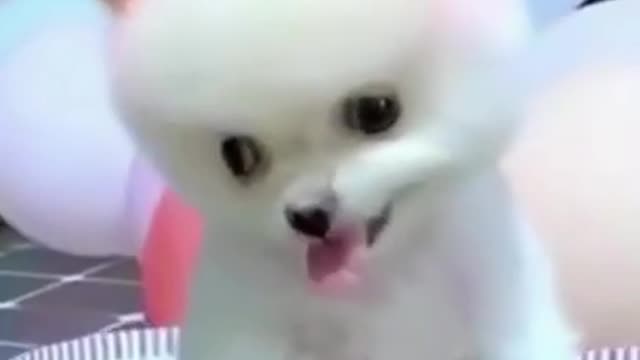 baby dogs.. cute and funny videos