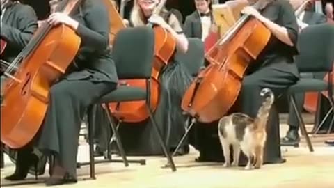 "Feline Encore: Cat's Hilarious Interruption at the Music Show" | Hilarious Moments 🤣🤣😂😅