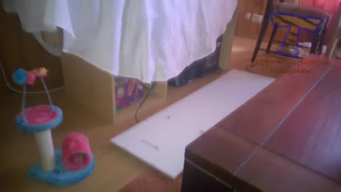 CATS will make you LAUGH YOUR HEAD OFF - Funny CAT compilation
