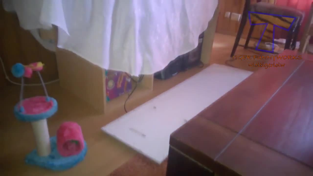 CATS will make you LAUGH YOUR HEAD OFF - Funny CAT compilation
