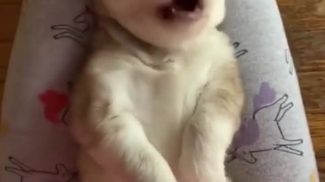 Husky Puppy Throws The Cutest Temper Tantrum!