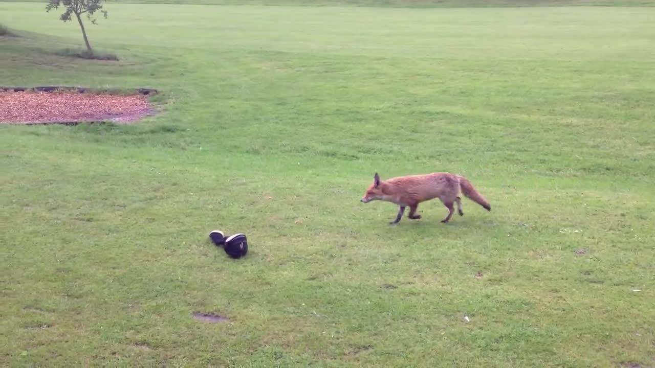 Fox Versus Golfer!