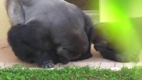 Silverback and his son calmly observes a caterpillar