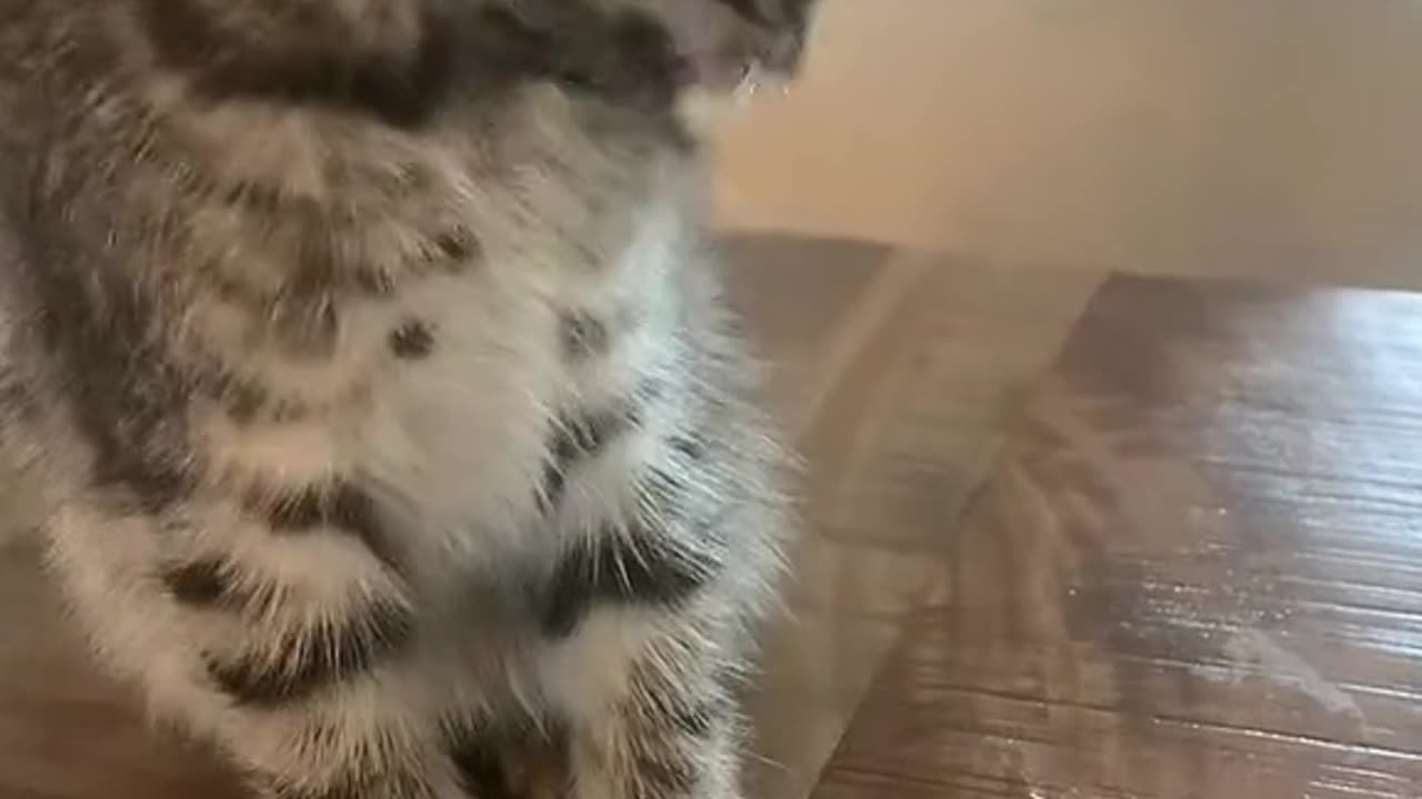 Kitty