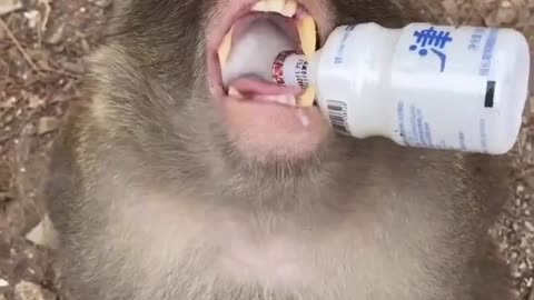 what monkey drinking ?