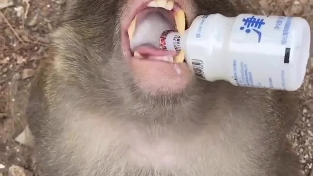 what monkey drinking ?