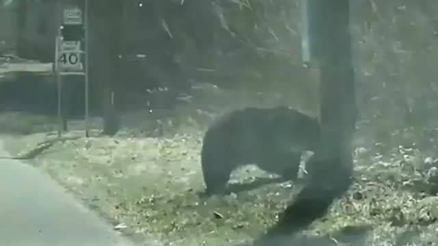 Babby bear playing with her mom on road video.