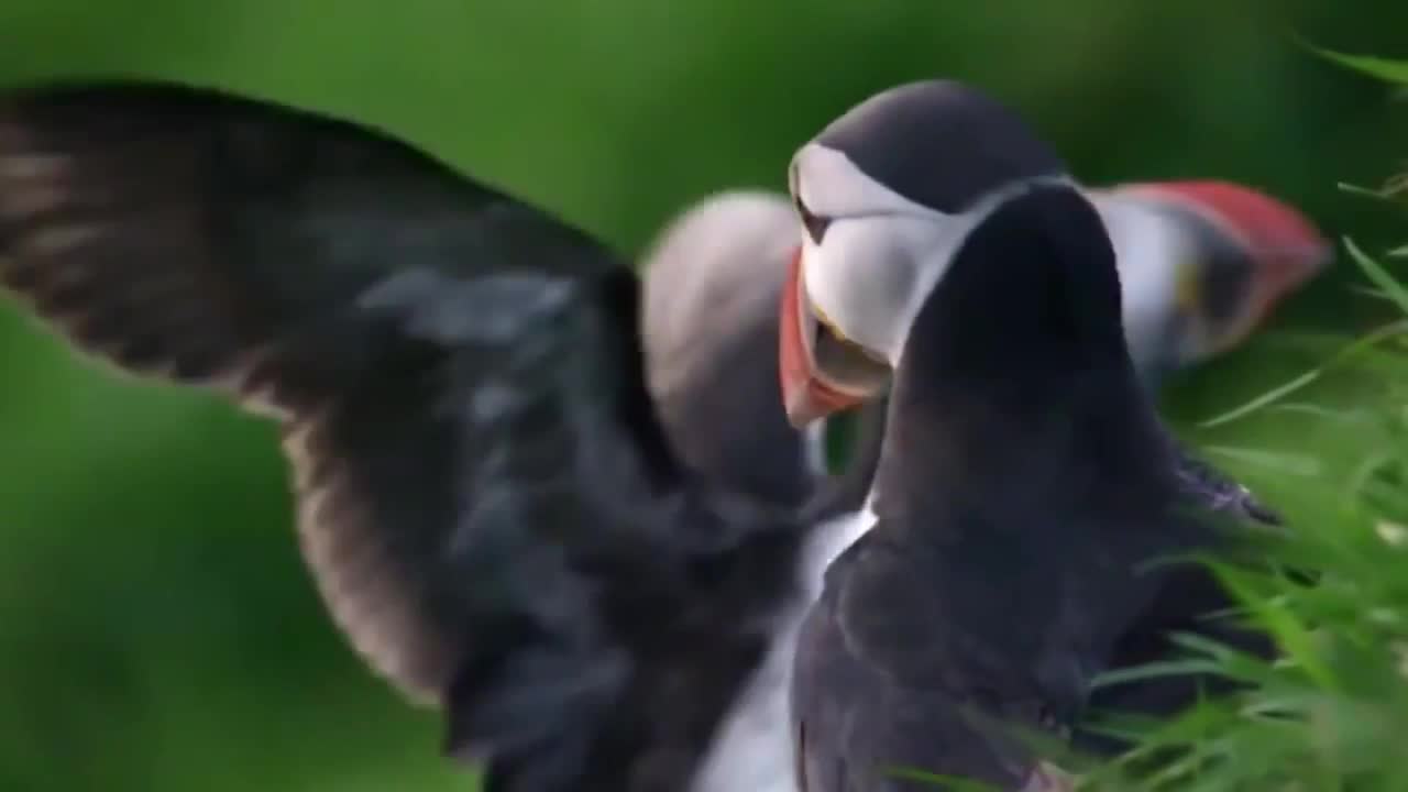 Puffins birds