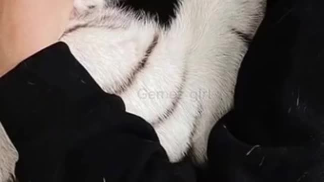 A cute baby withe tiger