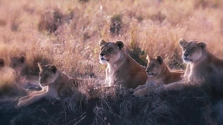 Male Tiger and Female Lion mating