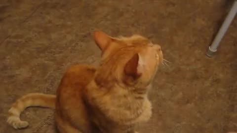 funny videos of cat