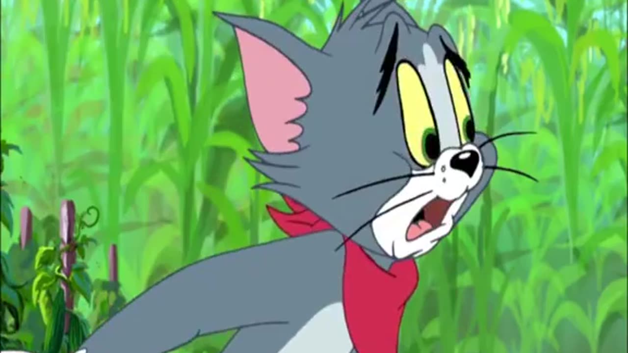 Tom And Jerry Cartoon Funny Videos