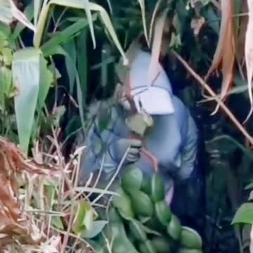 What's this? What is Petai Fruit?