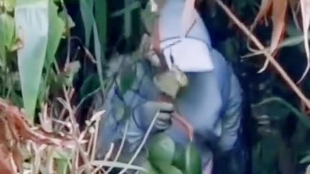 What's this? What is Petai Fruit?