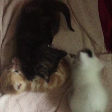 Tiny adorable kitten fight ends in licks and kisses!!!