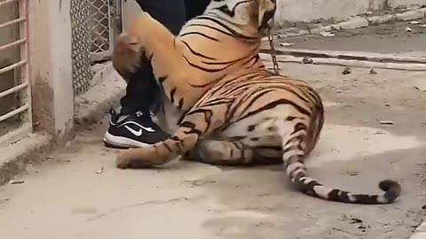 Tiger Attack