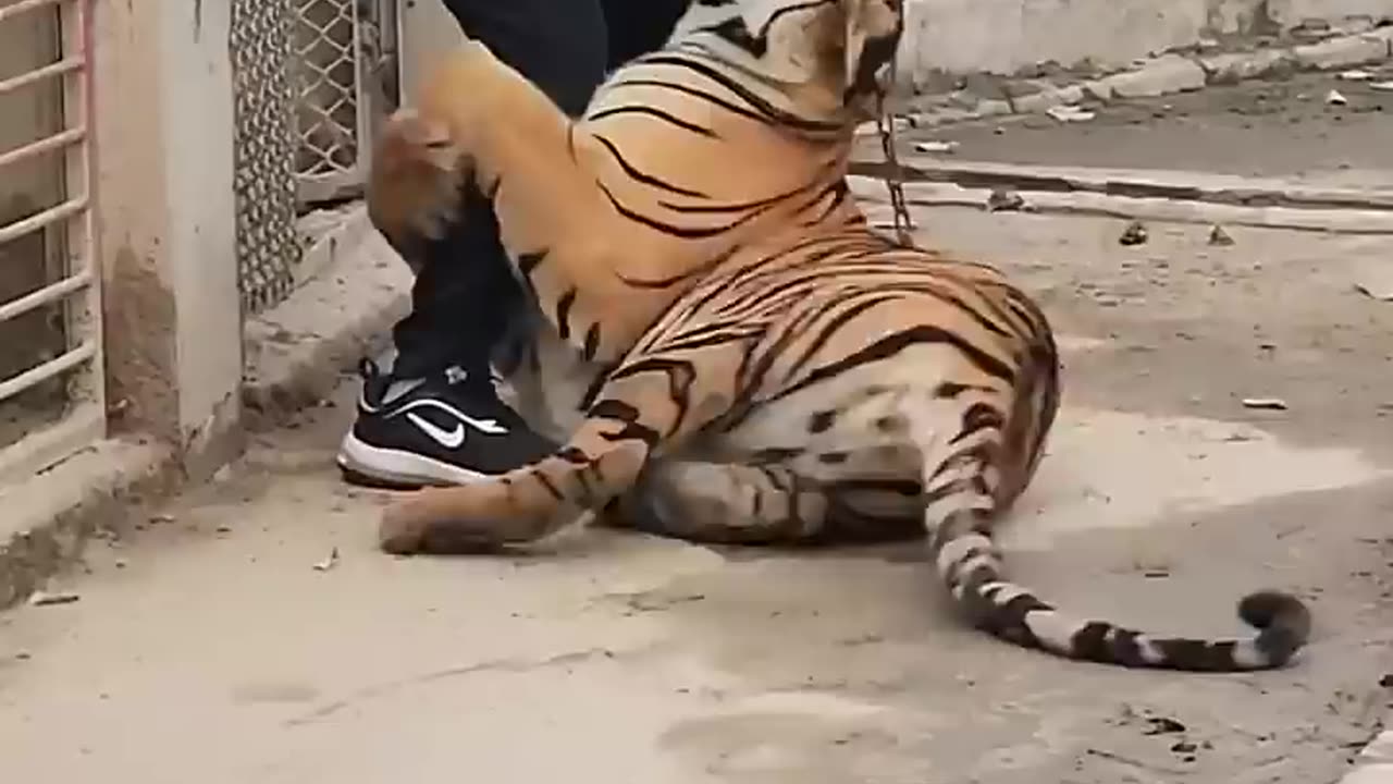 Tiger Attack