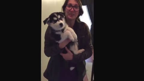 Talking husky puppy