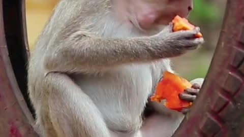The monkey is enjoying their lunch