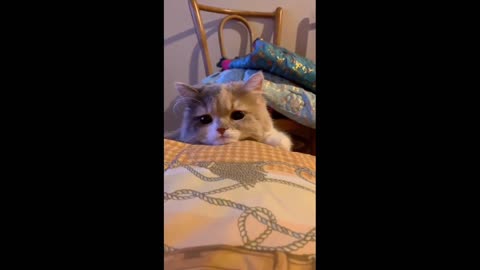Funny cats