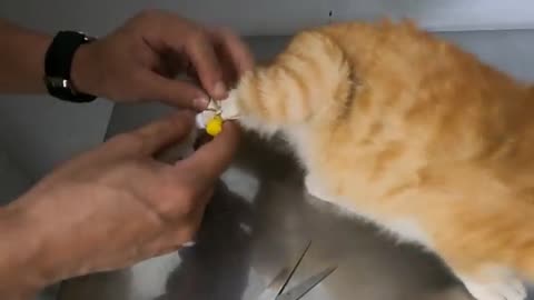Cats