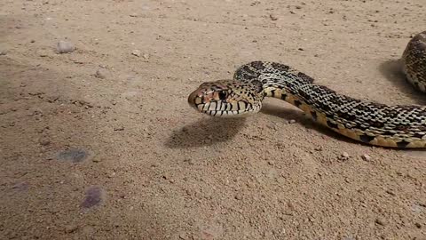 Nature Bullsnakes