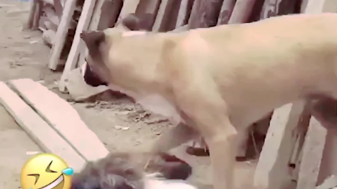 Funny Cat,s And Dog,s so funny video 🤣