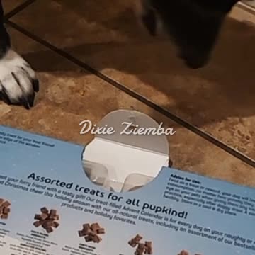 Pepper's pup-tastic Christmas countdown continues with Day 6 🎄🐾