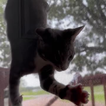 Hilarious Kitten Gets Stuck