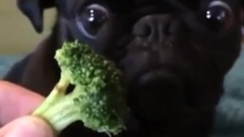 A dog that loves to eat vegetables