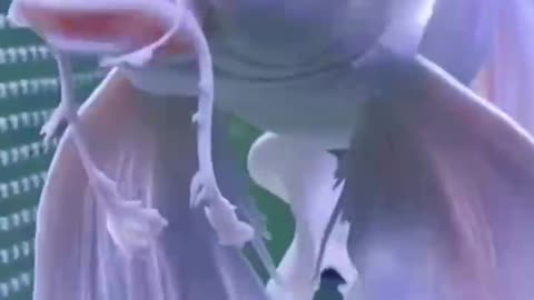 Naughty animals and funny