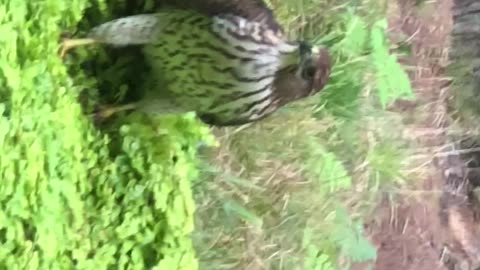 Cooper's hawk hunting chipmunks