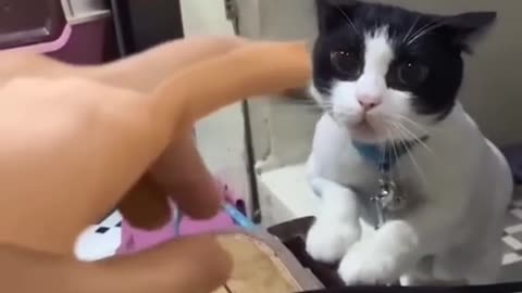 try not to laugh with these funny animal videos 🤣🤣🤣🤣