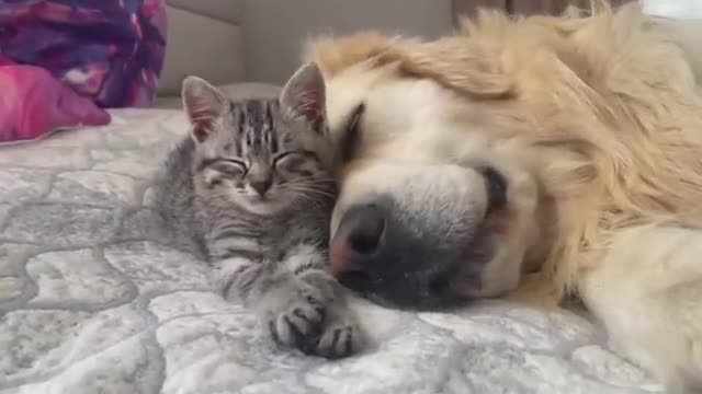 Golden Retriever and Baby Kitten fall asleep together for the First Time