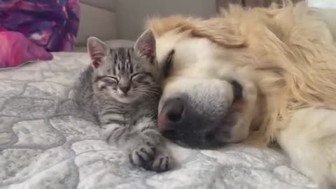 Golden Retriever and Baby Kitten fall asleep together for the First Time